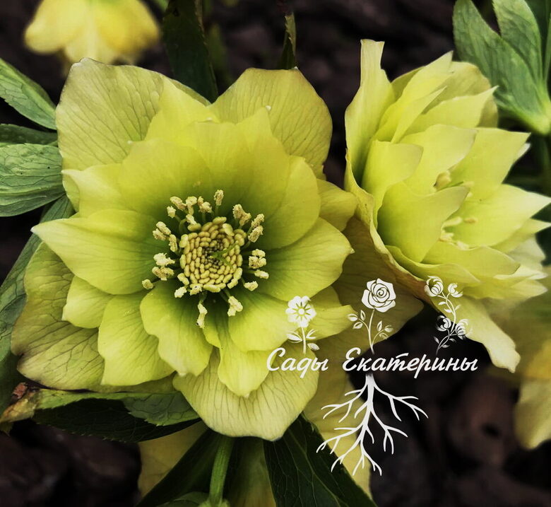  № 17 Golden Lotus 